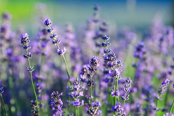 Lavandula (common name lavender) is a genus of 47 known species of flowering plants in the mint family, Lamiaceae - Foto, Imagen