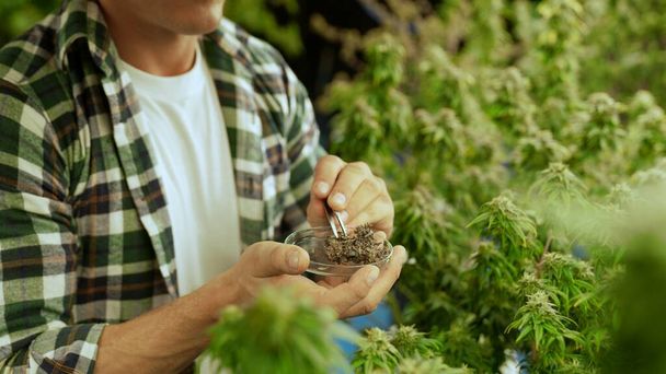 Маріупольський фермер випробовує марихуанські бруньки на цілющій фермі марихуани перед збиранням для виробництва продуктів марихуани
 - Фото, зображення