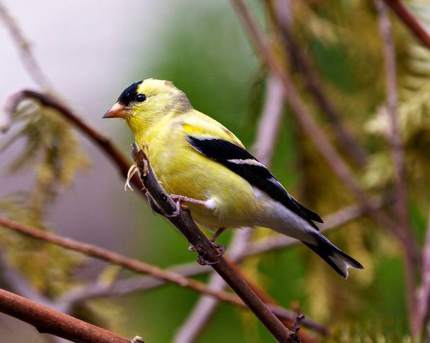 American Goldfinch close-up side view, perched on a branch with a coniferous branches background in its environment and habitat surrounding and displaying its yellow feather plumage. Finch Image.  - Фото, изображение