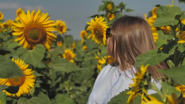 Beautiful woman with long hair in a sunflower meadow. A girl in a beautiful meadow with yellow flowers. - Video, Çekim