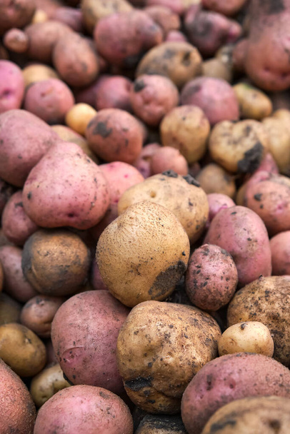 Fresh organic potatoes in the field. Close-up of the harvest - Fotó, kép