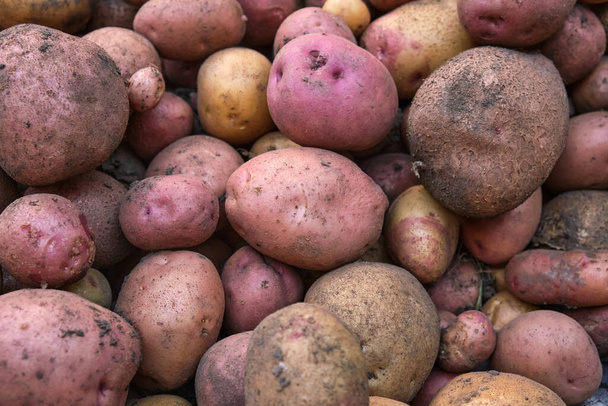 Different varieties of fresh potatoes in the field. Background from the harvested crop - Fotó, kép
