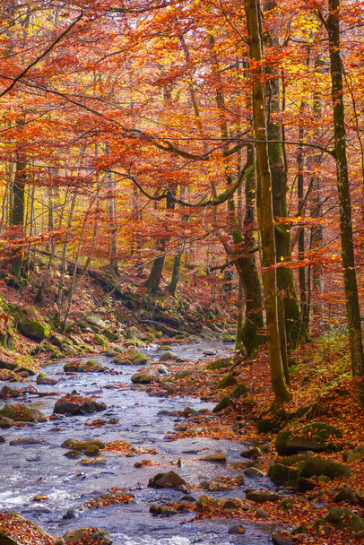 water stream in the beech woods. wonderful nature landscape in fall season. scenery with trees in autumn colors on a sunny day - Fotoğraf, Görsel