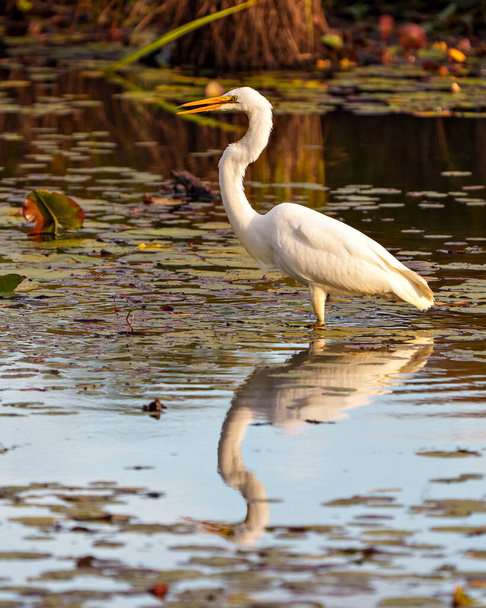 Great White Egret close-up profile side view in shallow water with foliage and water lily pads background in its environment and wetland habitat surrounding displaying reflection. Egret Image. Picture. Photo. Portrait. - Foto, imagen
