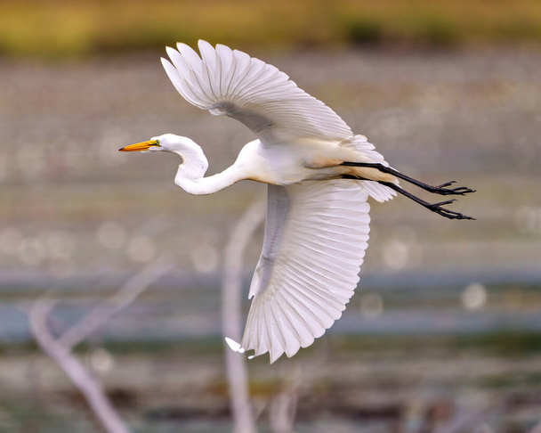 Great White Egret flying, displaying spread wings and beautiful white feather plumage in its environment and wetland habitat. Egret Image. Picture. Photo. Portrait. - Photo, Image