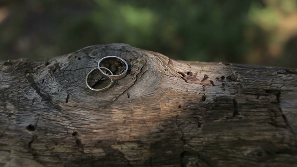 Wedding rings on a tree log - Footage, Video