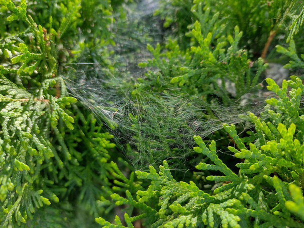 spider web on Thuja occidentalis - Photo, Image