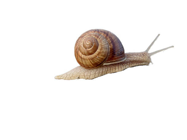 Snail isolated on white background - Photo, Image