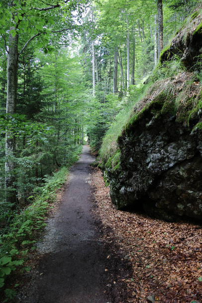 Landschaft Bayern - Bayrischer Wald / Landscape Bavaria - Bavarian Forest /  - Fotó, kép