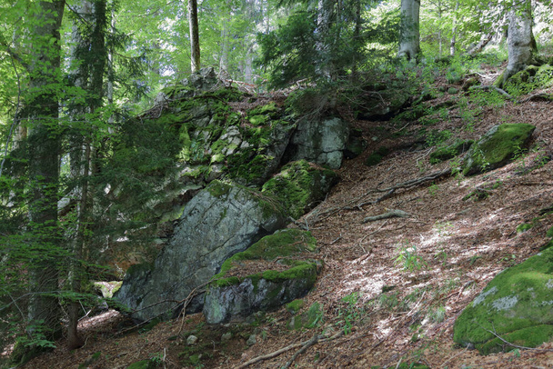 Landschaft Bayern - Bayrischer Wald / Landscape Bavaria - Bavarian Forest /  - Фото, зображення