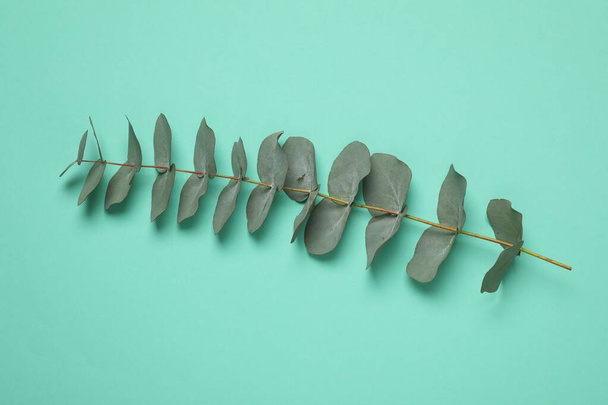 Eukalyptová větev s čerstvými zelenými listy na tyrkysovém pozadí, horní pohled - Fotografie, Obrázek