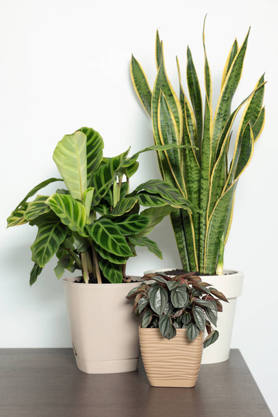 Many different beautiful house plants on wooden table near white wall - Photo, image