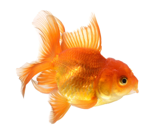 Золота риба ізольована на білому тлі
 - Фото, зображення