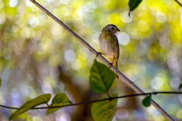 A female of Saffron Finch also known as Canario or Chirigue Azafranado is a yellow bird typical of Brazil. Species Sicalis flaveola. Birdwatcher.  Bird lover. Birding. Yellow bird. - Fotoğraf, Görsel