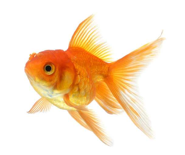 Peixe dourado isolado sobre fundo branco - Foto, Imagem