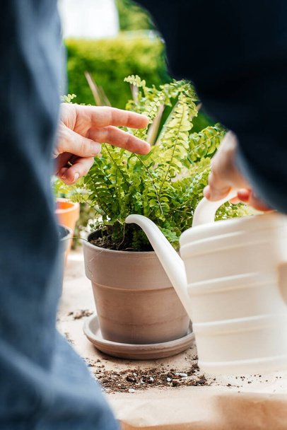 A young male florist and gardener is watering a freshly transplanted home fern from a watering can. Home gardening and hobby. - Φωτογραφία, εικόνα