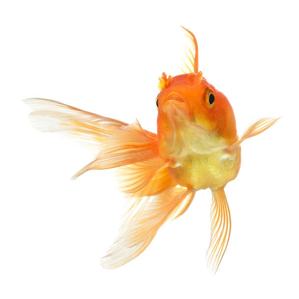 gold fish isolated on white background - Photo, Image