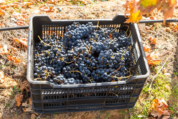 Bunches of freshly harvested red grapes in a plastic box. - Foto, Imagem