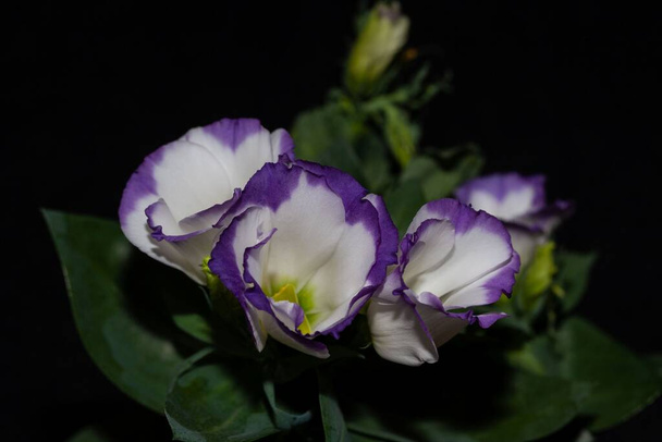 Flower of a prairie gentian, Eustoma grandiflorum, with a dark background. - Foto, afbeelding