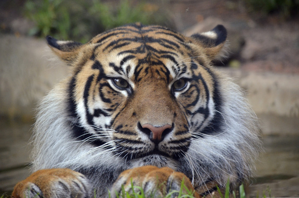 tigre - Photo, image