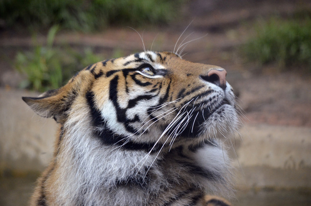 tigre - Foto, immagini
