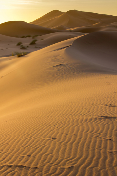 Αμμόλοφους του Μαρόκου - Φωτογραφία, εικόνα