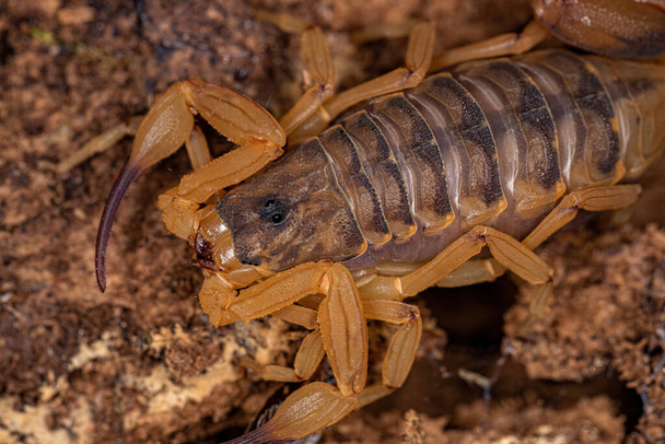 Adult Female Brazilian Yellow Scorpion of the species Tityus serrulatus - Photo, Image