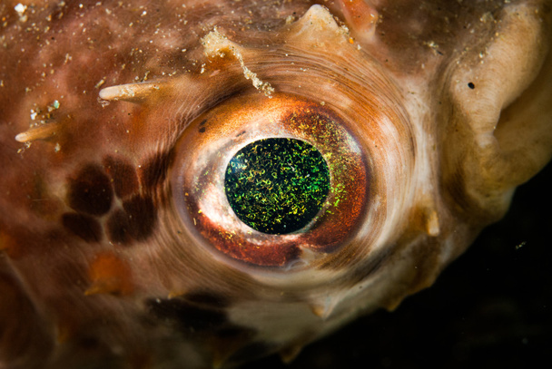 Μάτι του porcupinefish στο Ambon, υποβρύχια φωτογραφία Μαλούκου, Ινδονησία - Φωτογραφία, εικόνα