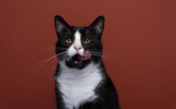 hungry black and white tuxedo cat with mouth open licking lips on red background with copy space - Fotografie, Obrázek