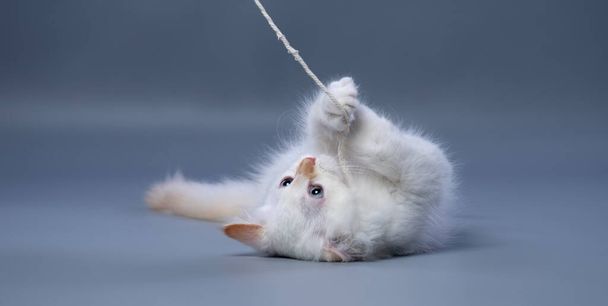 fluffy white siberian kitten playing with a string on gray background with copy space - 写真・画像