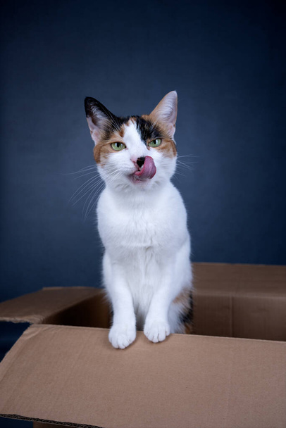 hungry cat standing inside of cardboard box looking at camera licking lips on gray background with copy space - Foto, Bild