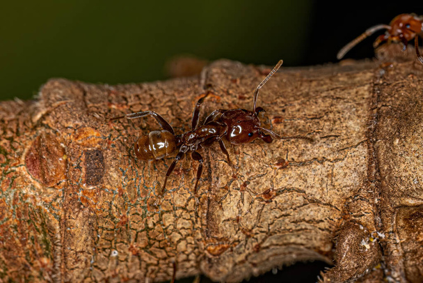 Adult Cecropia Ants of the Genus Azteca - Fotografie, Obrázek