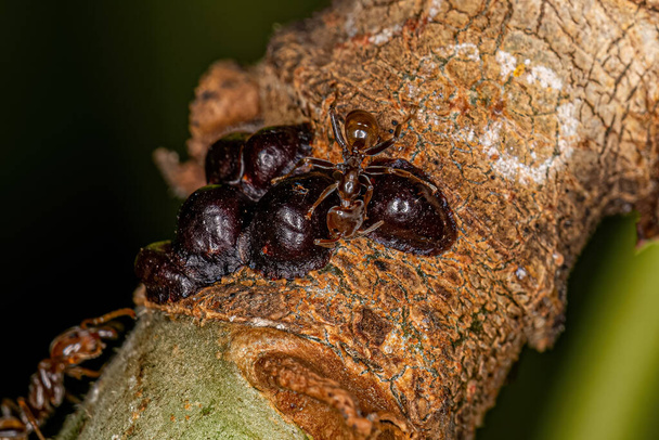 Adult Cecropia Ants of the Genus Azteca and  Scale Insects of the Superfamily Coccoidea - Fotografie, Obrázek