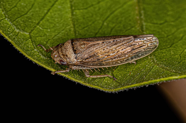 Ενηλίκων Typical Leafhopper of the species Sordana sordida - Φωτογραφία, εικόνα