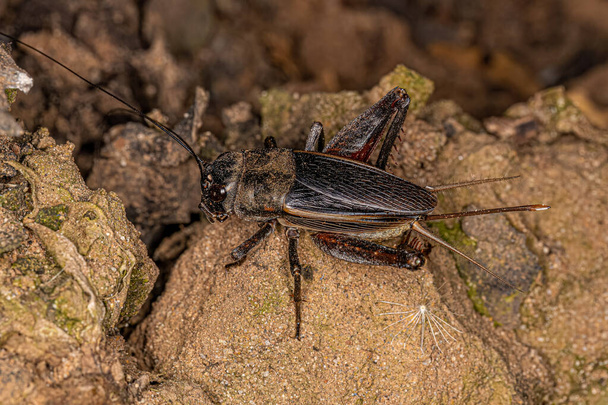 Adult Field Cricket of the Genus Gryllus - Photo, Image