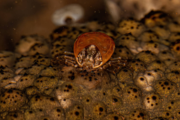 Female Adult Bont Tick of the species Amblyomma rotundatum - Fotografie, Obrázek