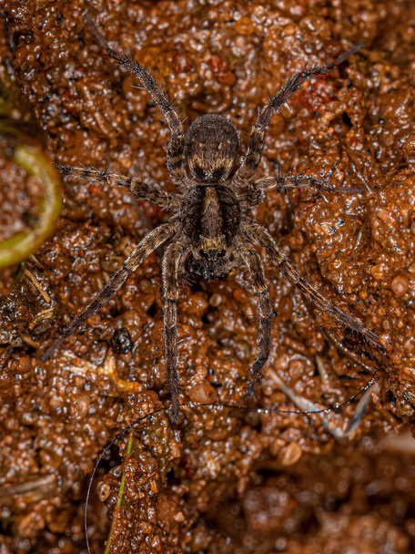 Piccoli lupi ragni della famiglia Lycosidae - Foto, immagini