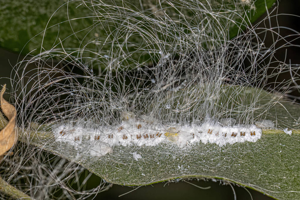 Aleyrodidae ailesinin küçük beyaz sinekleri. - Fotoğraf, Görsel