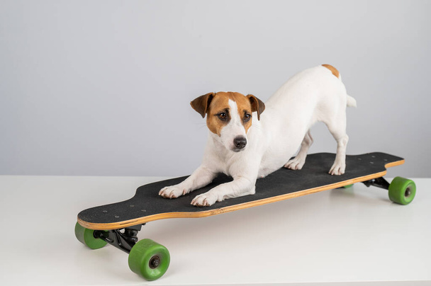 Dog jack russell terrier posing on a longboard in front of a white background - Fotoğraf, Görsel