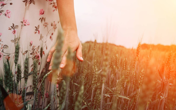 Ręka kobiety z pola pszenicy. Młoda kobieta dotyka kolcami pól zbożowych o zachodzie słońca. Rolnictwo żniwa letnie słońce, przemysł spożywczy, zdrowa koncepcja ekologiczna - Zdjęcie, obraz