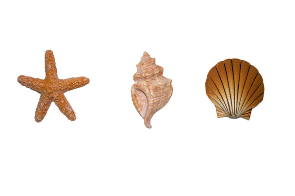 Shells and seastar - Foto, Imagen