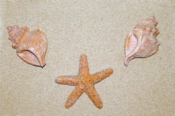 Conchas y estrellas de mar en la arena
 - Foto, imagen