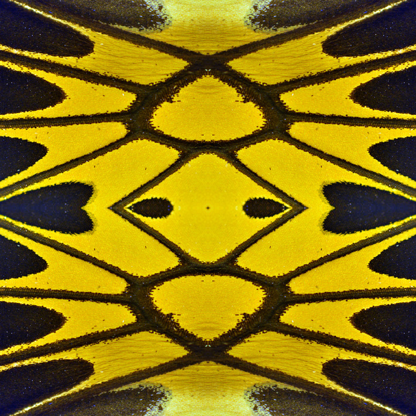 žlutý motýl křídlo - Fotografie, Obrázek