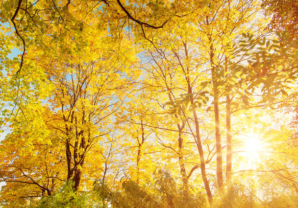 Beutiful view of the sunshine in autumnal park in the morning. Natural forest in autumn. - Photo, Image