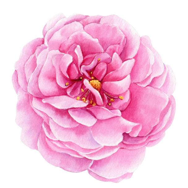 vintage rose isolated white background, watercolor illustration, botanical painting. . High quality illustration - Photo, image