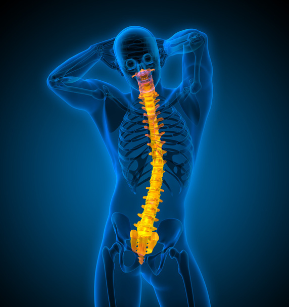3d render medical illustration of the human spine  - Photo, Image