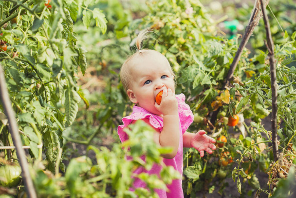 cute baby eating tomato in garden, carefree childhood - Фото, изображение