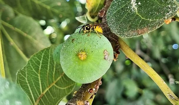 The fresh green figs fruit and a bee (Ficus carica, common fig) on the tree, Jordan. - Valokuva, kuva