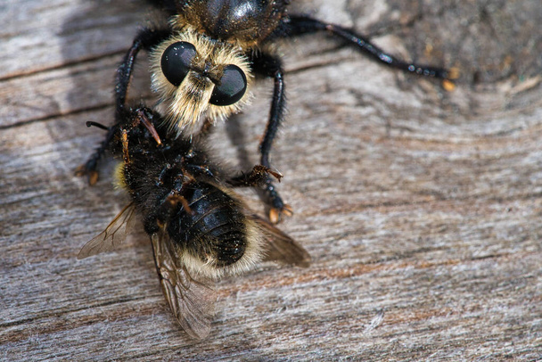 Yellow murder fly or yellow robber fly with a bumblebee as prey. The insect is sucked out by the hunter. Yellow black hairs cover the hunter. Macro shot from nature - Fotografie, Obrázek