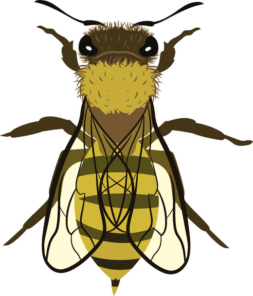 Bee or Wasp Illustration from Top View - Vector, afbeelding